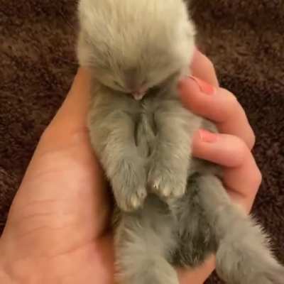 BIG yawn 💤