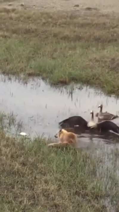 Geese protect their child from fox