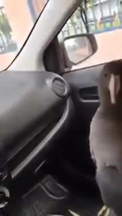 Los gringos apenas conocen este cl&aacute;sico
