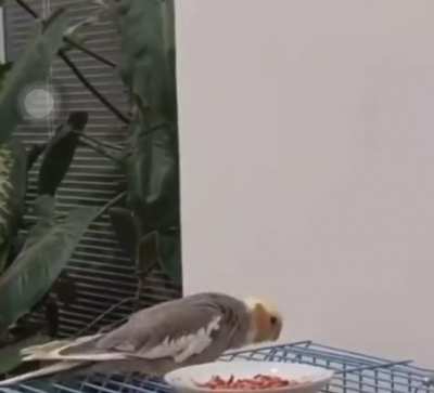 Cute parrot saying "death to the dictator" 🦜