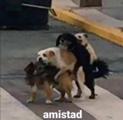 el beelce team