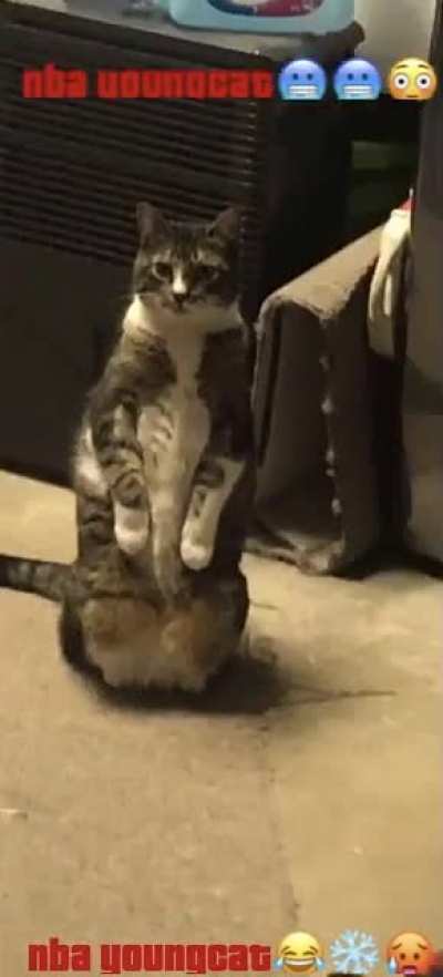 NBA Youngcat just meows better😤
