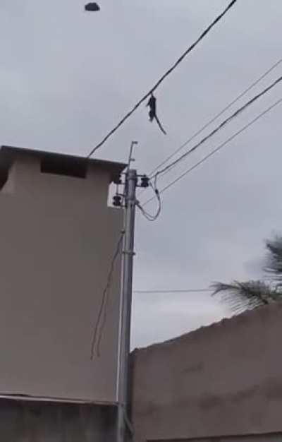 Un macaco