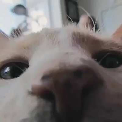 Vibing with some closeup pics of cats