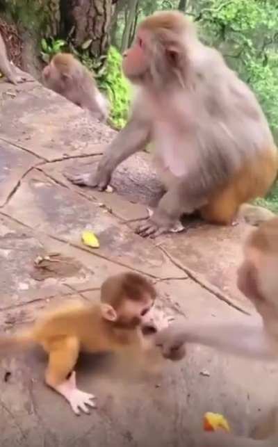 Monke - Video #1735