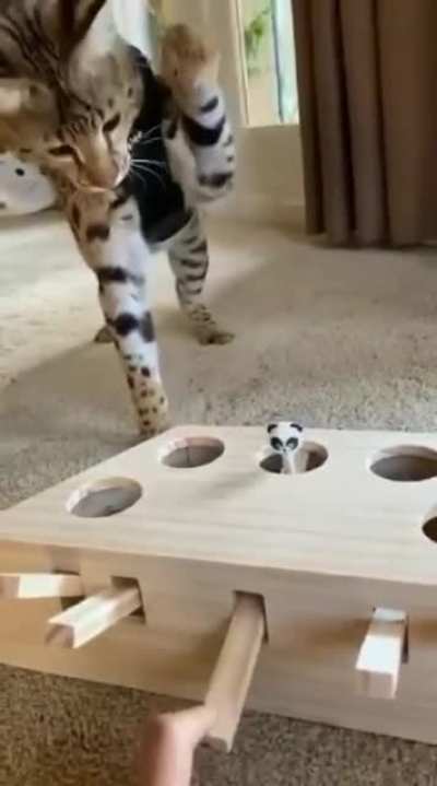 Whack a mole