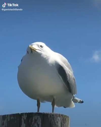 ah, ah, ah, AAAAAAAAAAAAAAAAAAAAAAAA