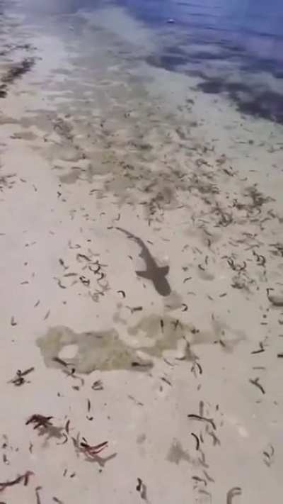 Large Fish Hunting in the Shallows
