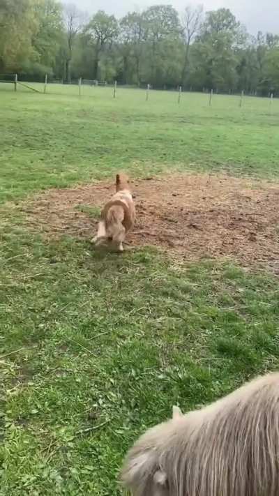 Baby zoomies are the best