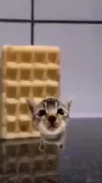 Kibby doesn&rsquo;t like the waffle ig
