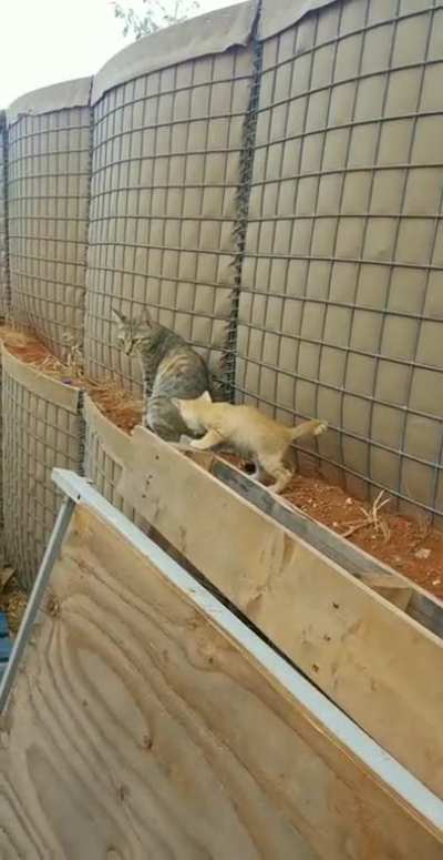 Deployment cats - Somalia late 2010s