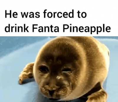 aww poor seal