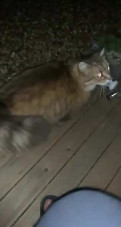 Our typically grumpy cat was feeling surprisingly friendly last night, I should&rsquo;ve known.
