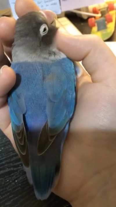 Droid posing as cuddly lovebird. Birds aren&rsquo;t real: confirmed. (sound on)
