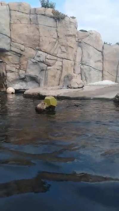 Feeding and enrichment time for sea otters at Monterey Bay Aquarium