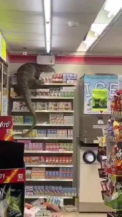 a lagartixa s&oacute; queria um doce :/