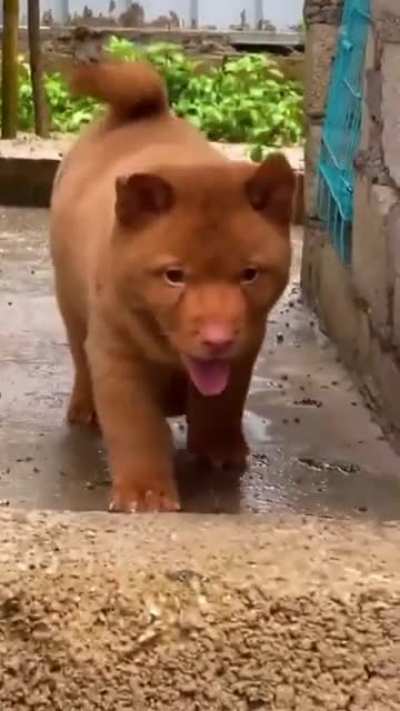 This dog looks like a bear.