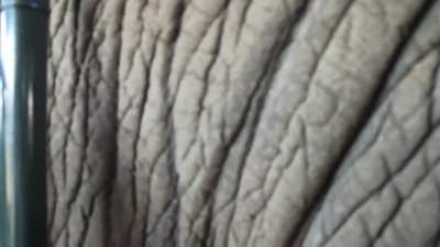 A huge elephant gives a tour group their money&rsquo;s worth