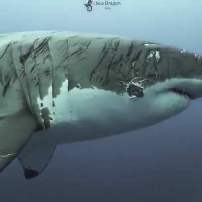 world’s most battered shark