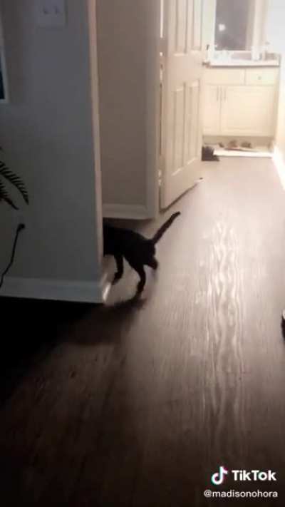Standing on front legs!