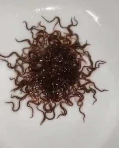 Cursed_noodles
