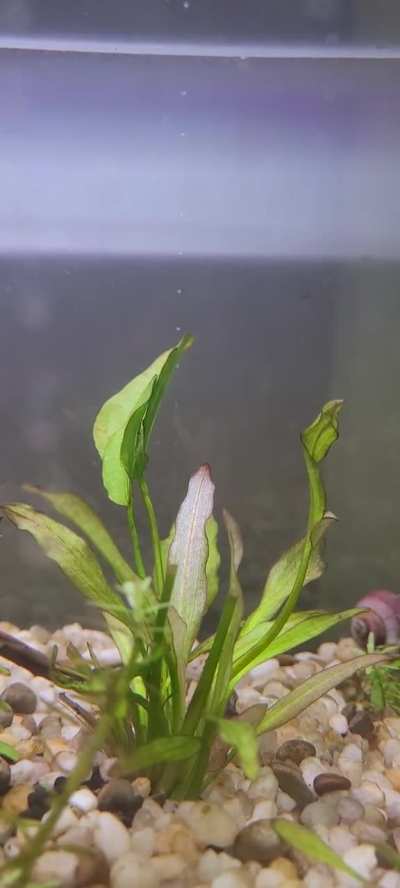 Plant producing bubbles?