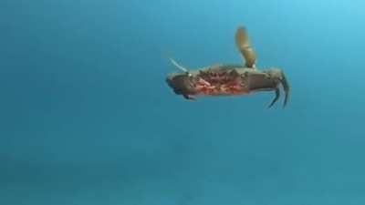 Crab wakes up and decides to become an attack helicopter