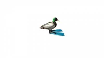 Ducc spinning