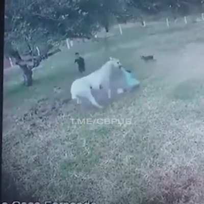 How this horse forgot it's a herbivore.
