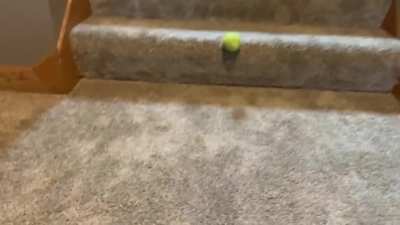 My dog could do this all day