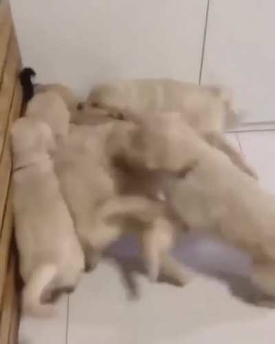 To befriend a cat