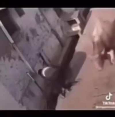 Os animais de pernambuco