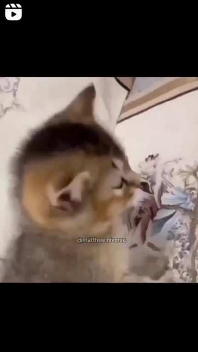 Xd