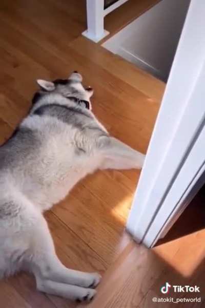 A Husko in Desperate Need of Saving