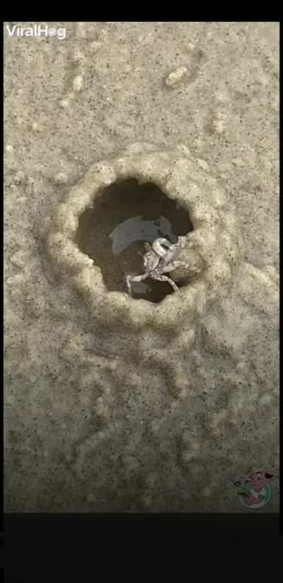 This crab building its home.