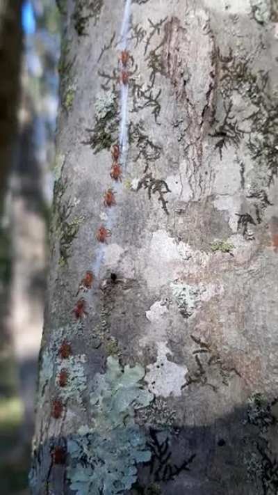 Baby trapdoor spiders making their way up a tree! [Southeast US]