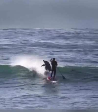Fuck you paddle boarder