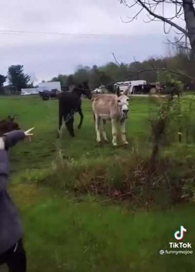 donkey&rsquo;s can laugh ???