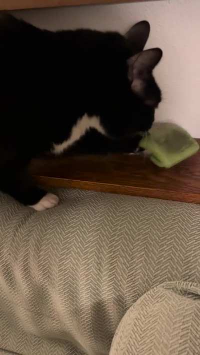 Self brushing kitty