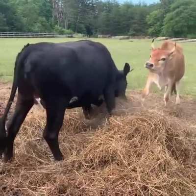 That fresh hay feeling at Freedom Farm Animal Rescue