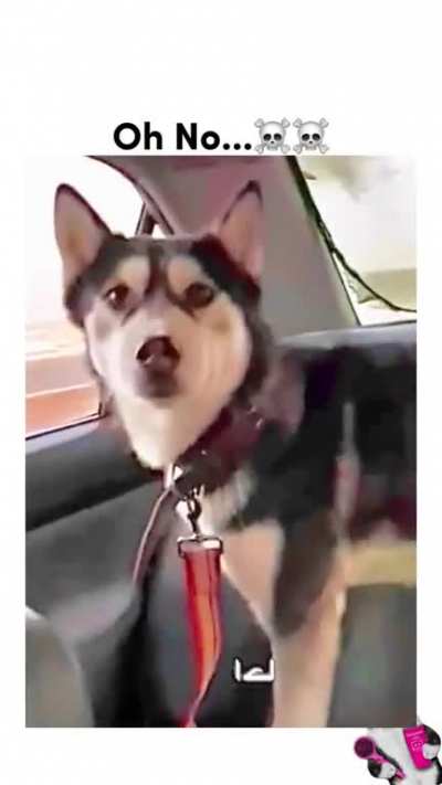 Trip with my cute dog 🥰