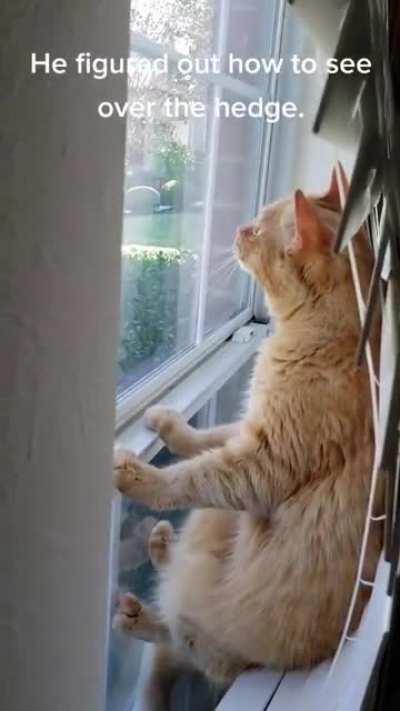 Cat.
