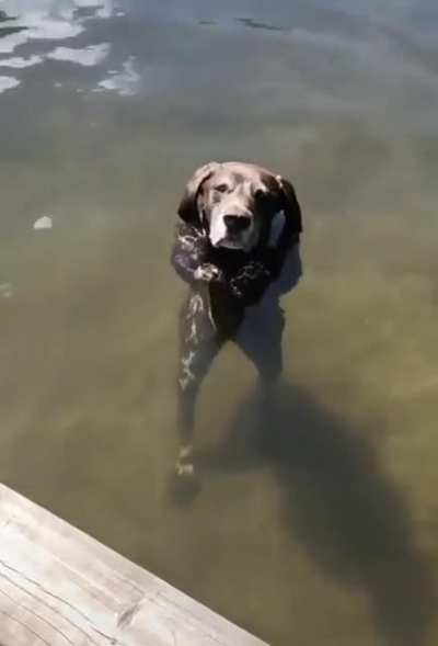 Too big to swim