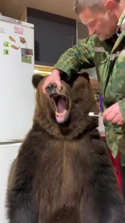 brushing a bears teeth.
