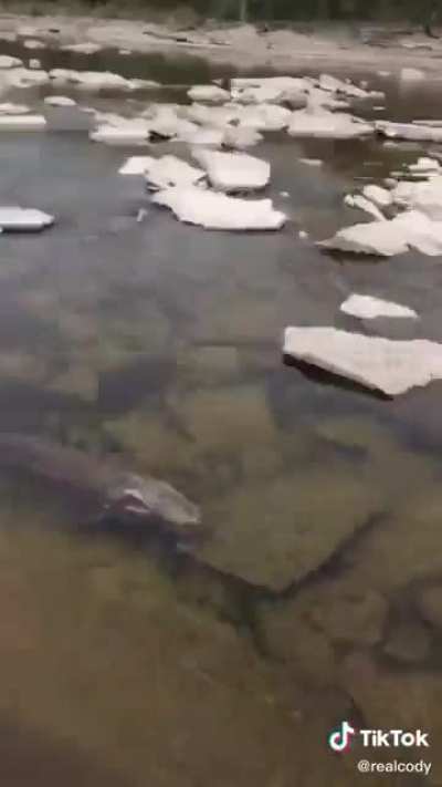 Man finds a massive sturgeon near a dam in Ontario and decides to move it