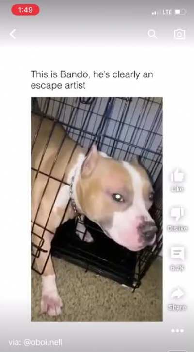 Bando got caught