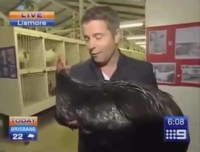 Big Black Cockerel
