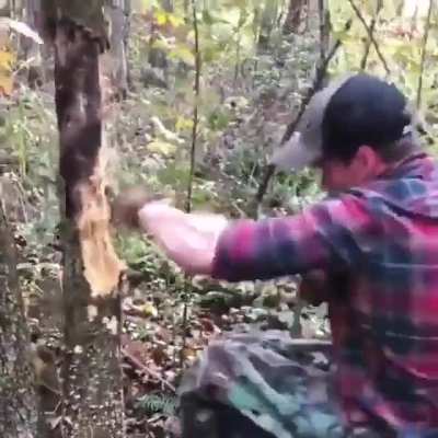 North Carolina Congressman Madison Cawthorn beats up a tree