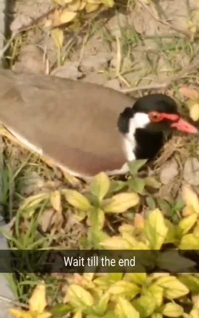 Damned "Pigeon"