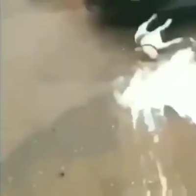 Carai fiquei igual ao cachorro em choque